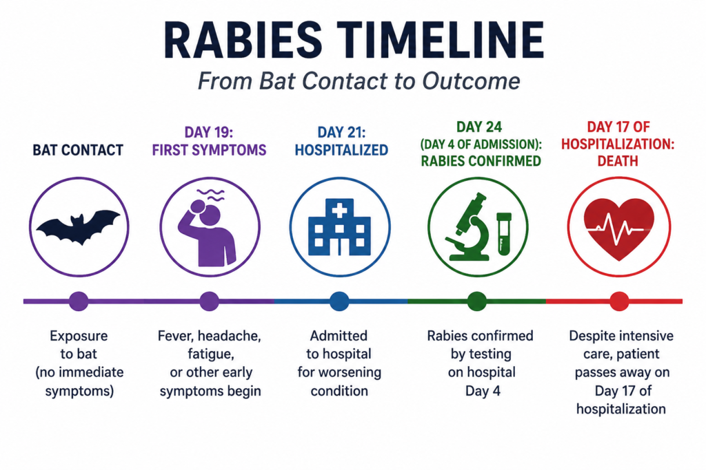 Timeline infographic showing rabies progression after bat contact from exposure to first symptoms, hospitalization, laboratory confirmation, and death.